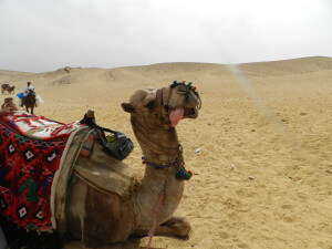 camel, Egypt, travel,